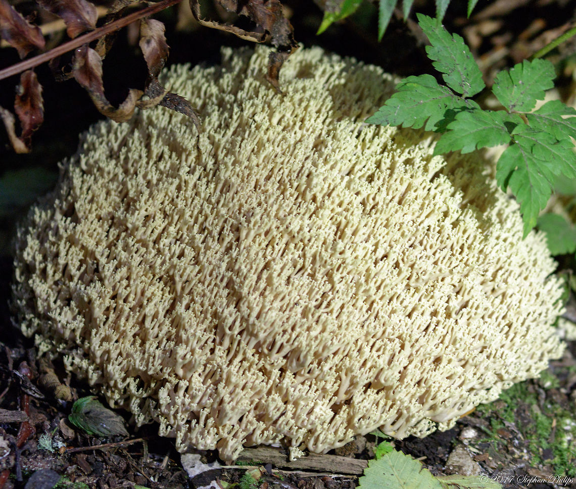 fungus  Geotagged,Ramaria stricta,Summer,United States
