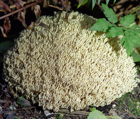 fungus  Geotagged,Ramaria stricta,Summer,United States
