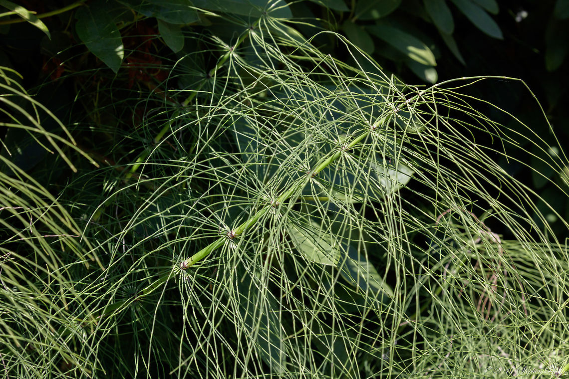 Equisetum_arvense  Equisetum arvense,Geotagged,Summer,United States