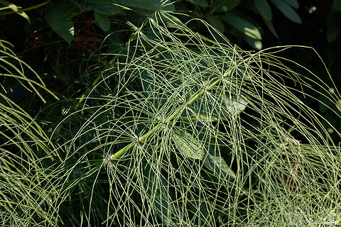 Equisetum_arvense  Equisetum arvense,Geotagged,Summer,United States