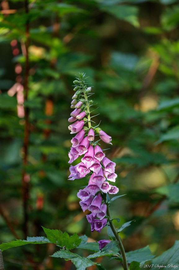 Digitalis_purpurea_2  Digitalis purpurea,Geotagged,Purple foxglove,Summer,United States