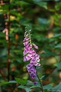 Digitalis_purpurea_2  Digitalis purpurea,Geotagged,Purple foxglove,Summer,United States