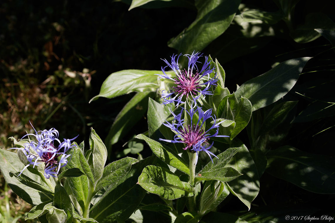Centaurea montana  Centaurea montana,Geotagged,Summer,United States