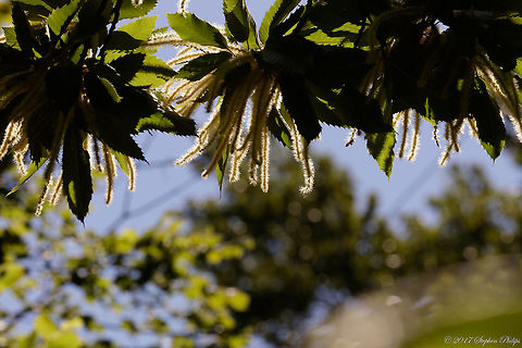 Castanea_dentata  American chestnutCastanea dentata,Castanea dentata,Geotagged,Summer,United States
