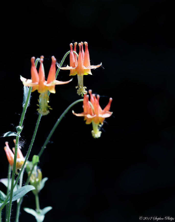 Aquilegia_formosa  Aquilegia formosa,Crimson columbine,Geotagged,Summer,United States