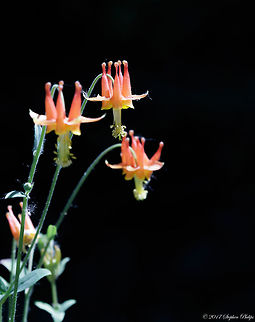 Aquilegia_formosa  Aquilegia formosa,Crimson columbine,Geotagged,Summer,United States