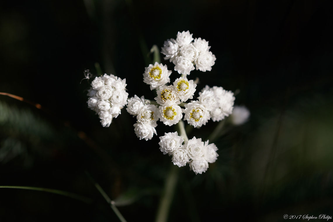 Antennaria_howellii  Antennaria howellii