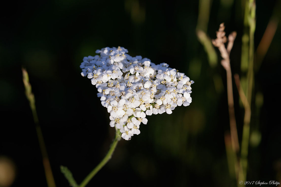 Achillea_millefolium  Achillea millefolium,Geotagged,Summer,United States