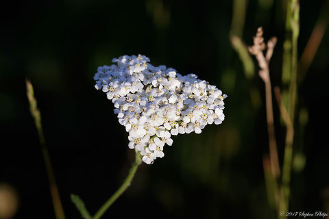Achillea_millefolium  Achillea millefolium,Geotagged,Summer,United States