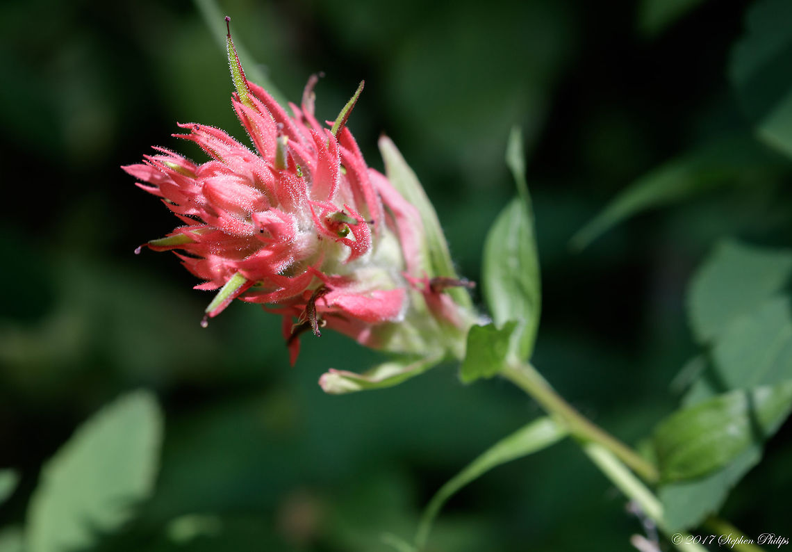indian_paintbrush  Castilleja linariifolia,Geotagged,Indian paintbrush,Summer,United States