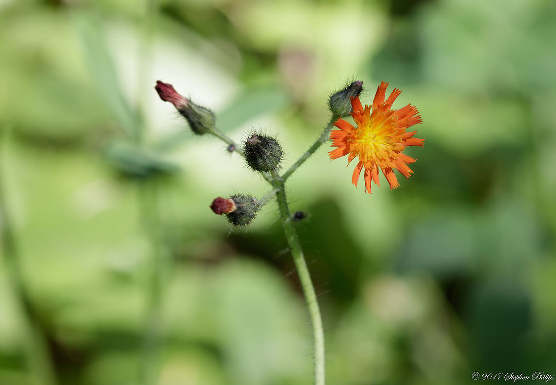 Hieracium_aurantiacum  Geotagged,Orange hawkweed,Pilosella aurantiaca,Summer,United States