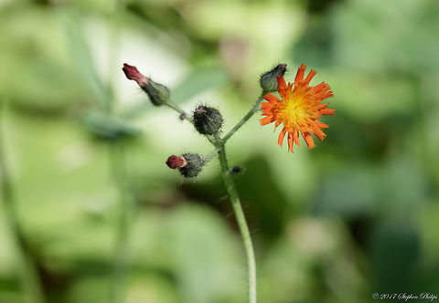 Hieracium_aurantiacum  Geotagged,Orange hawkweed,Pilosella aurantiaca,Summer,United States