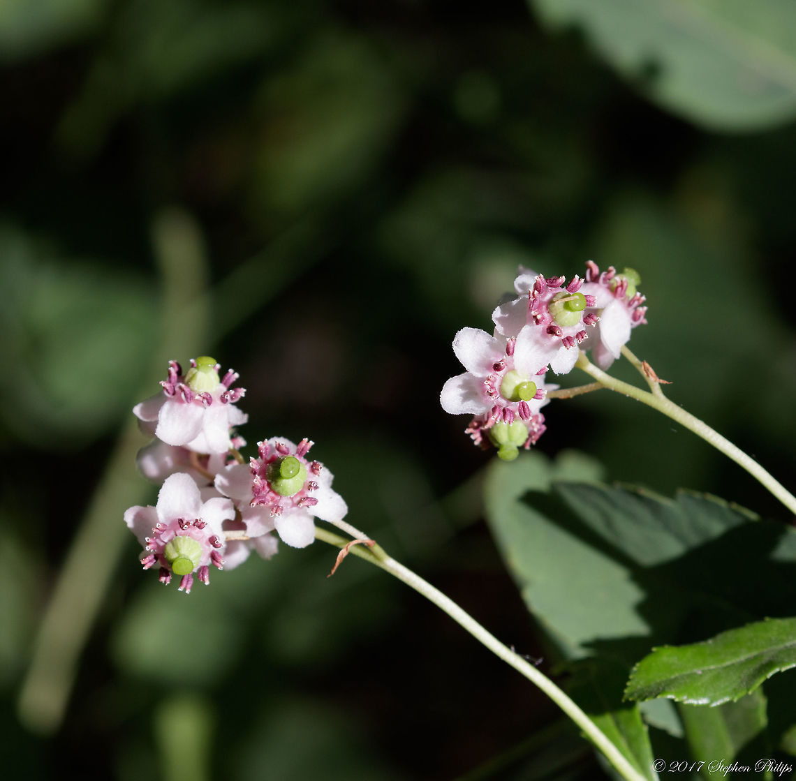 Chimaphila_menziesii  Chimaphila menziesii,Geotagged,Summer,United States