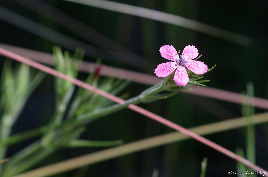 Dianthus_armeria  Dianthus armeria,Geotagged,Summer,United States