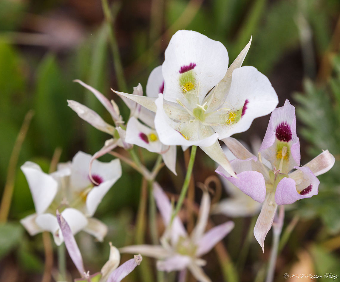 Calochortus_eurycarpus  Calochortus eurycarpus,Geotagged,Summer,United States
