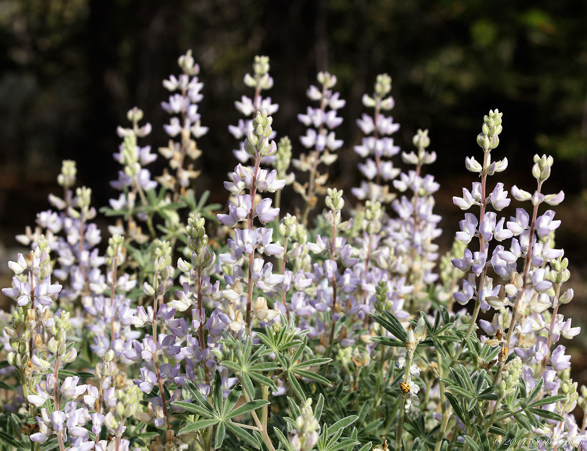 Lupinus_arbustus  Geotagged,Lupinus arbustus,Summer,United States