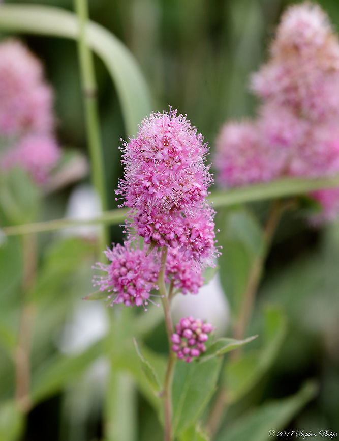 Steeplebush  Geotagged,Spiraea douglasii,Summer,United States
