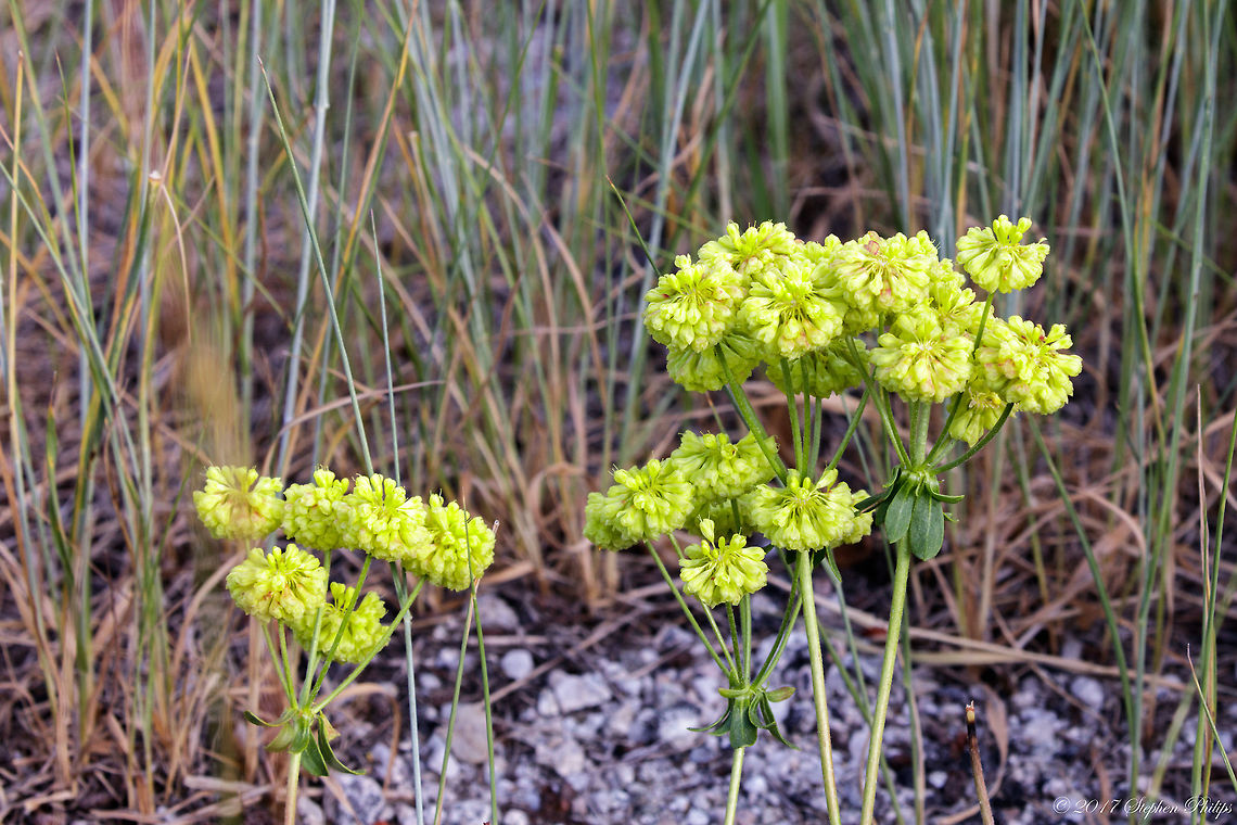 not_sure_11  Geotagged,Summer,United States