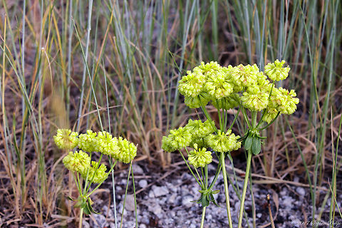 not_sure_11  Geotagged,Summer,United States