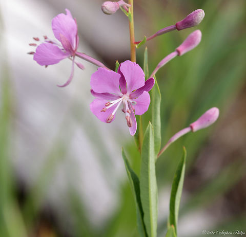Chamerion_angustifolium  Chamaenerion angustifolium,Chamerion angustifolium,Fireweed,Geotagged,Rosebay willowherb or fireweed,Summer,United States