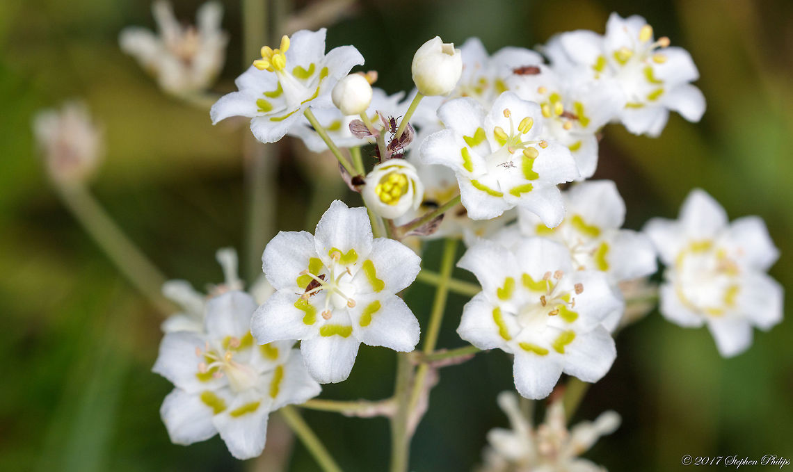 Deathcamas All parts of the plant are poisonous. It is dangerous for humans as well as livestock. Consumption of 2 to 6% of the body weight of the animal is likely to be fatal. Anticlea elegans,Geotagged,Mountain deathcamas,Summer,United States
