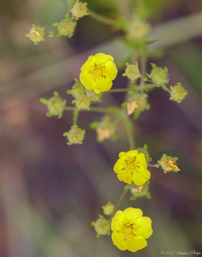 Cinquefoil Top down view Geotagged,Potentilla gracilis,Summer,United States