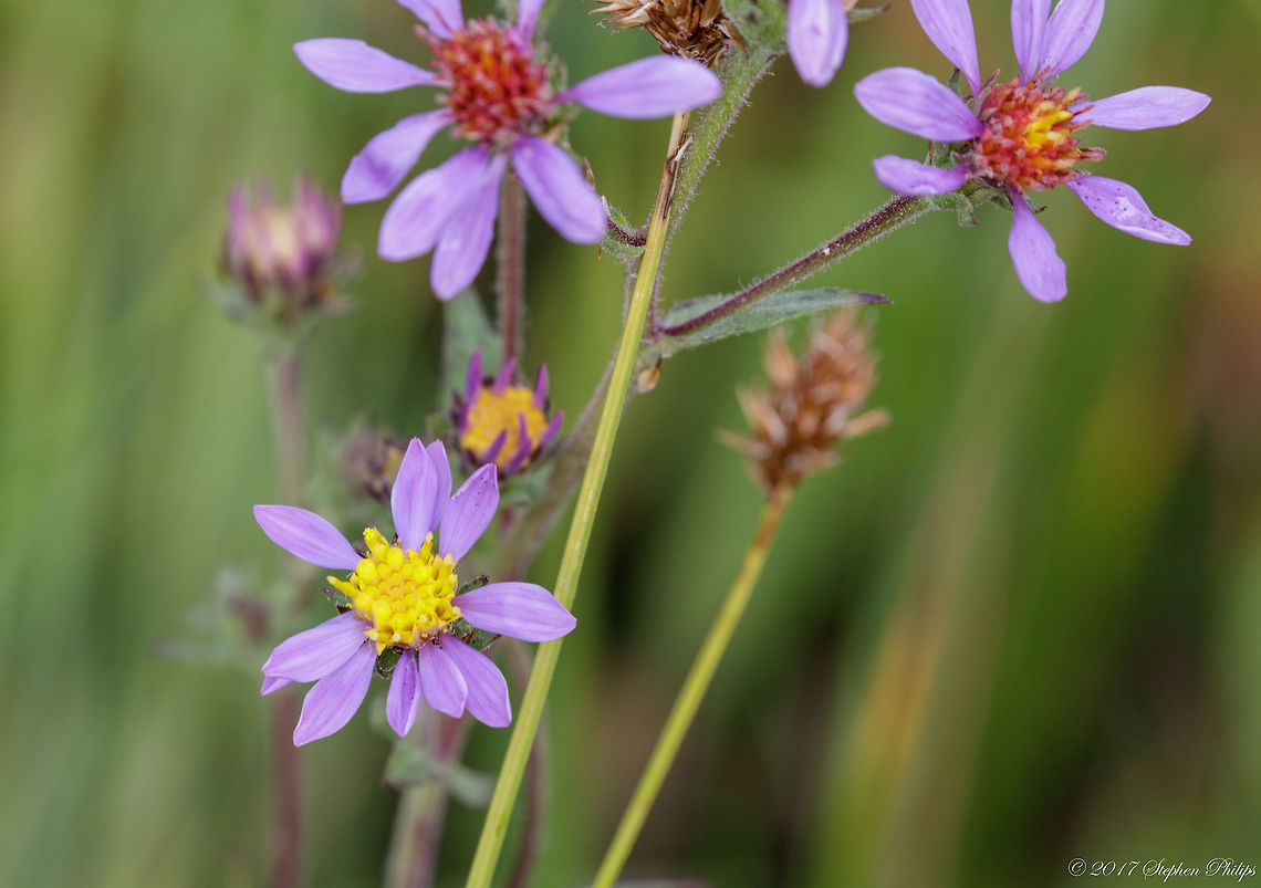 western_meadow_aster  Geotagged,Summer,Symphyotrichum campestre,United States