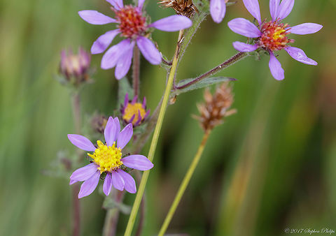 western_meadow_aster  Geotagged,Summer,Symphyotrichum campestre,United States