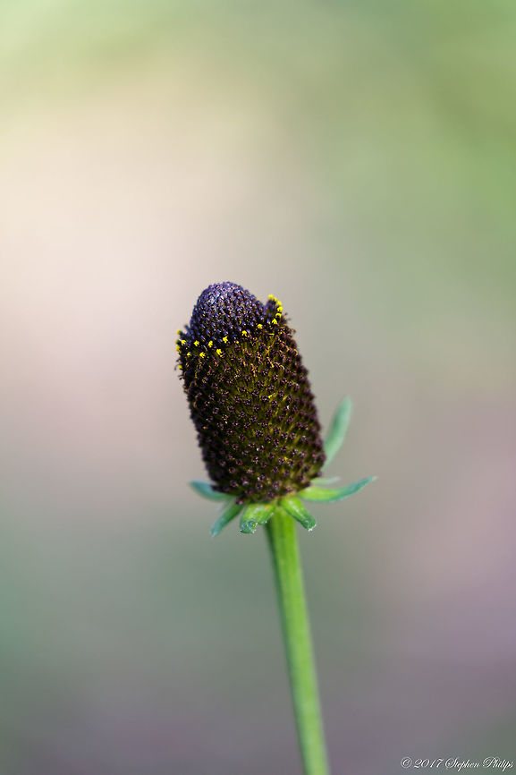 Yellow Cornflower An image of a cornflower after the petals have dropped. Missed the bloom... Echinacea purpurea,Geotagged,Ratibida pinnata,Summer,United States