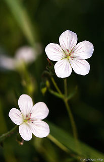 Richardsons_geranium_  Geotagged,Geranium richardsonii,Summer,United States