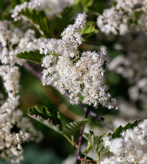 Holodiscus_discolor_2  Geotagged,Holodiscus discolor,Ocean spray,Summer,United States