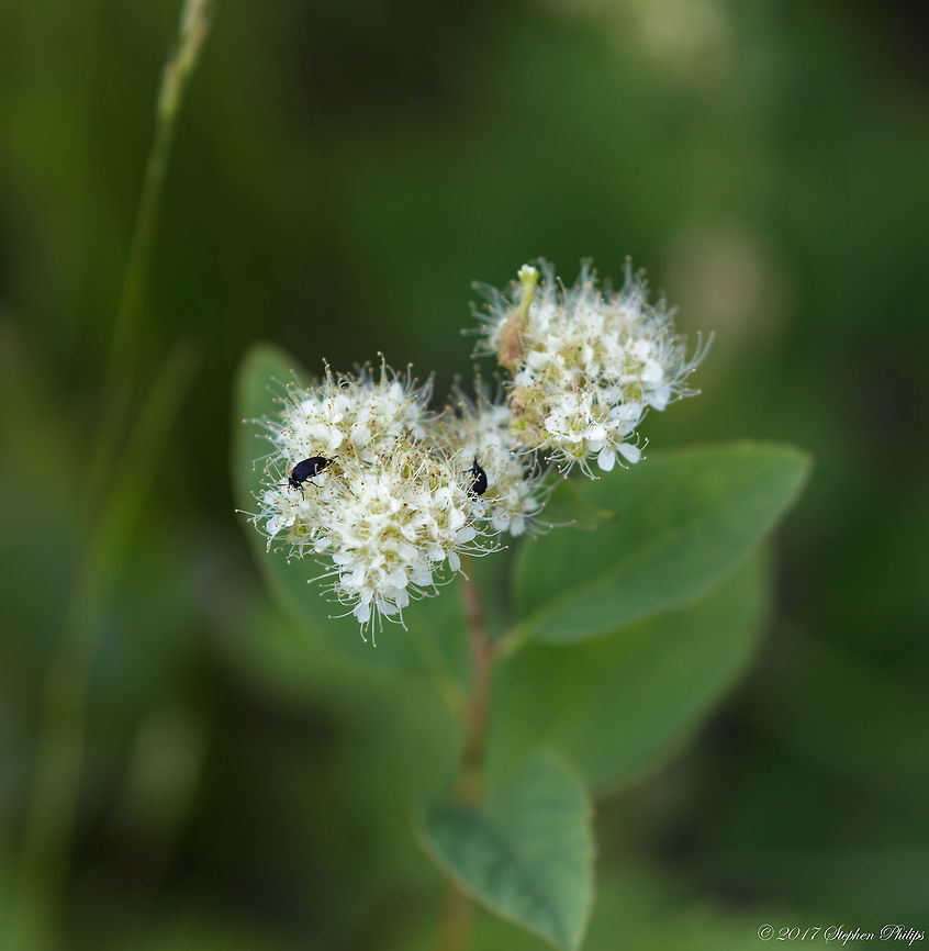 Snowbrush  Geotagged,Summer,United States