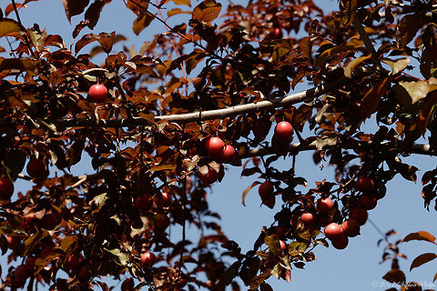 Prunus_cerasifera  Cherry plum,Geotagged,Prunus cerasifera,Summer,United States