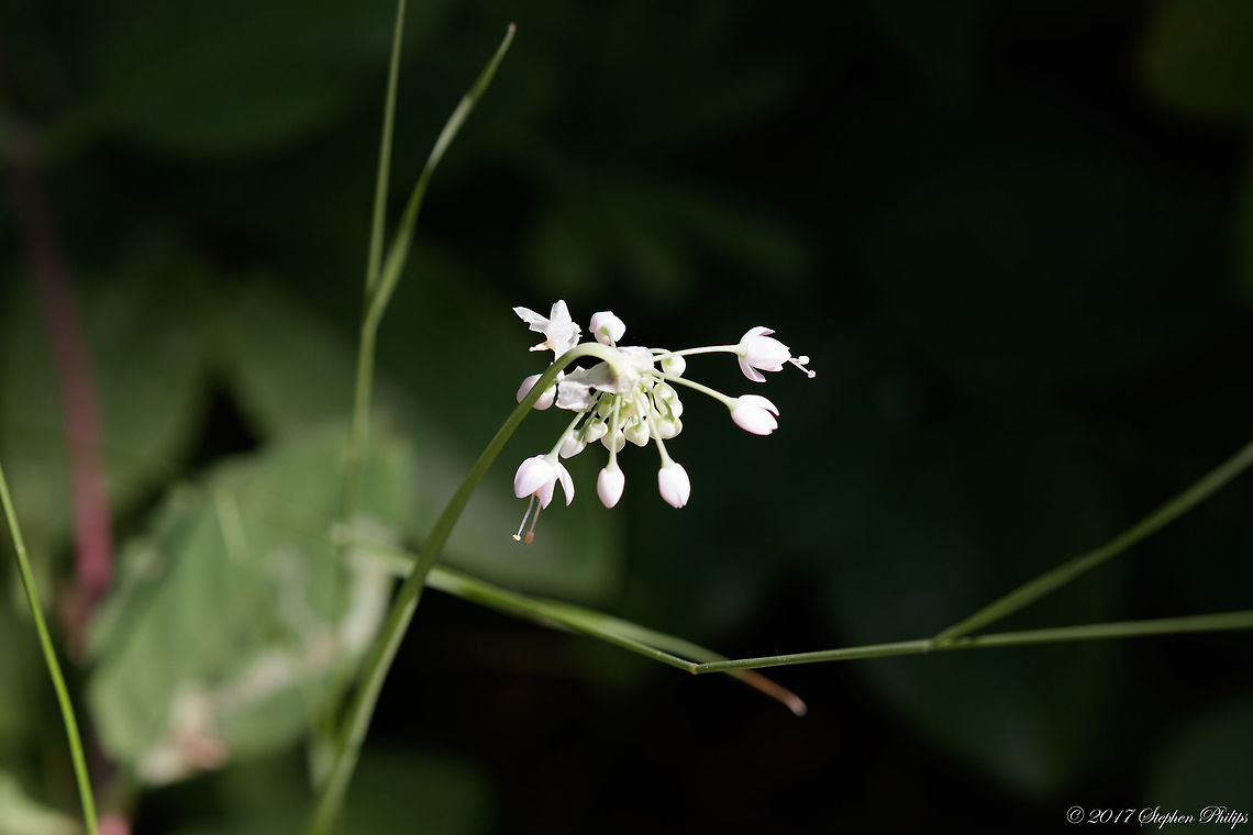 Wild onion  Allium stellatum,Geotagged,Summer,United States