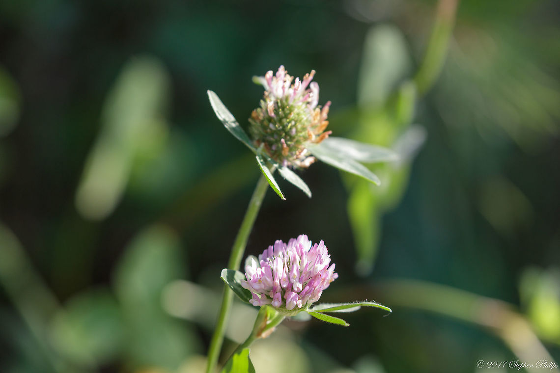 Red Clover  Geotagged,Red clover,Summer,Trifolium pratense,United States