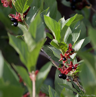 Twinberry  Geotagged,Lonicera involucrata,Summer,United States