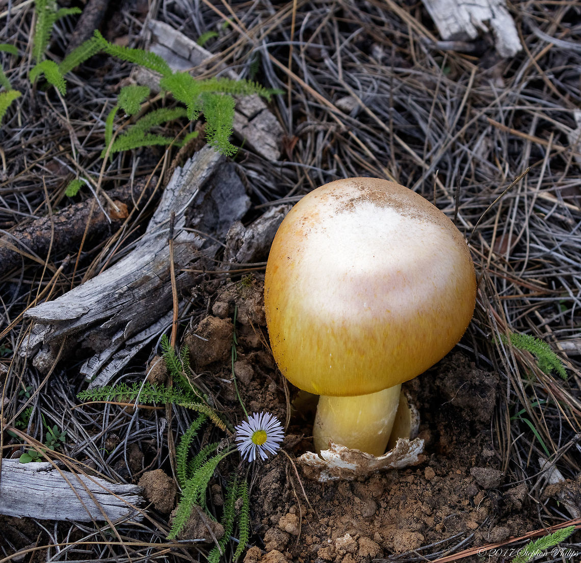 Amanita cochiseana This Amanita caesarea-look-alike is known from mountainous, southern Arizona; and, in that region, it is collected for the table.  It is called &quot;Amanita caesarea&quot; in that region because of its habit and coloration, but appears to be rather distantly related to that European species. Amanita cochiseana,Cochise's American Caesar,Geotagged,Summer,United States
