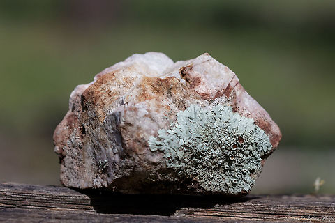 Xanthoparmelia californica