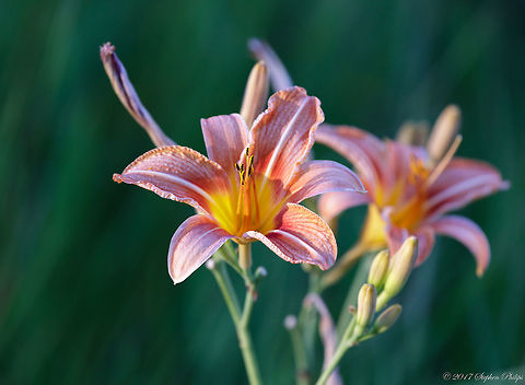 lily  Geotagged,Hemerocallis fulva,Summer,United States