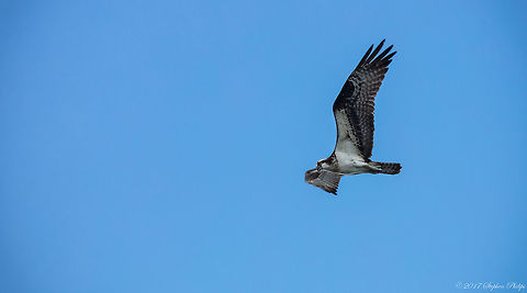 Osprey in Flight  Geotagged,Osprey,Pandion haliaetus,Spring,United States