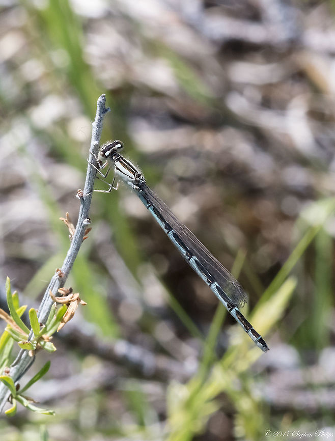 Common Bluet  Enallagma civile,Familiar Bluet,Geotagged,Summer,United States