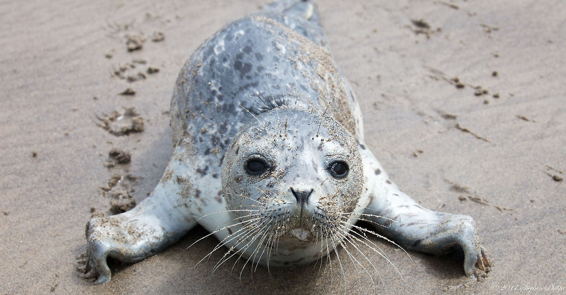 Harbor Seal Pup This Harbor Seal Pup was on the beach by itself. I spotted it and got very close when it began barking and trying to get closer to where I was standing. It gave me the impression that is was lost and wanted help (truly!). As I was taking pictures it literally got in my face and was softly barking as a plea for help. It finally scurries off back into the ocean and swam away. Great experience! Geotagged,Harbor (common) seal,Phoca vitulina,Summer,United States