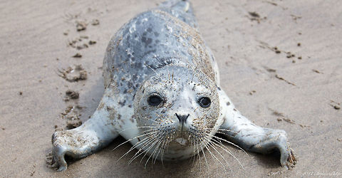 Harbor Seal Pup This Harbor Seal Pup was on the beach by itself. I spotted it and got very close when it began barking and trying to get closer to where I was standing. It gave me the impression that is was lost and wanted help (truly!). As I was taking pictures it literally got in my face and was softly barking as a plea for help. It finally scurries off back into the ocean and swam away. Great experience! Geotagged,Harbor (common) seal,Phoca vitulina,Summer,United States