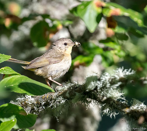 Warbler?  Common yellowthroat,Geotagged,Geothlypis trichas,Summer,United States