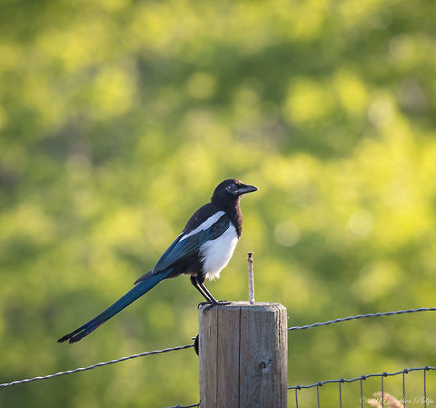 Magpie  Geotagged,Pica hudsonia,Summer,United States,black-billed magpie