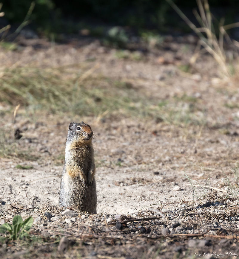 Prairie dog up!  Cynomys leucurus,Geotagged,Summer,United States,White-tailed prairie dog