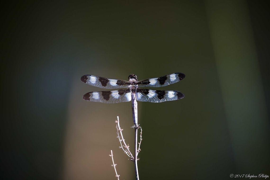 One with the branch  Geotagged,Libellula pulchella,Summer,Twelve-spotted Skimmer,United States
