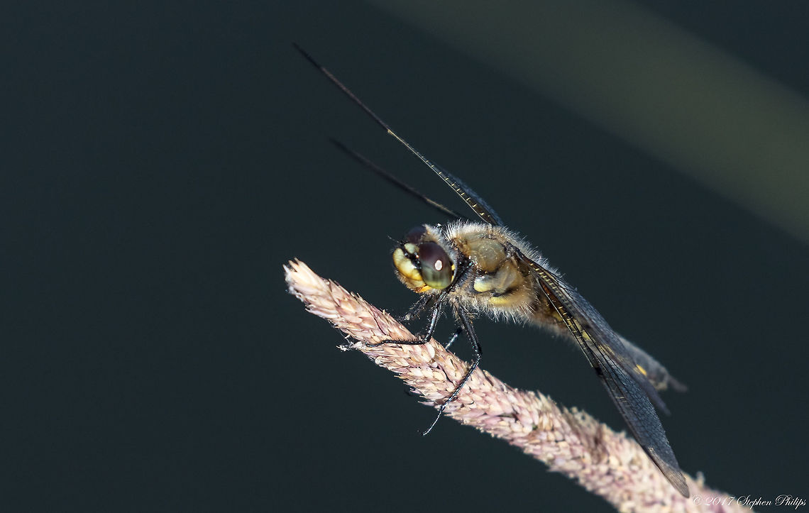 Chaser  Four-spotted Chaser,Geotagged,Libellula quadrimaculata,Summer,United States