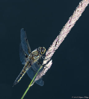 Chaser ii  Four-spotted Chaser,Geotagged,Libellula quadrimaculata,Summer,United States