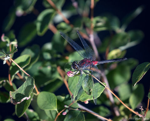 Not a mate... Crimson Whiteface  Crimson-ringed whiteface,Geotagged,Leucorrhinia glacialis,Summer,United States